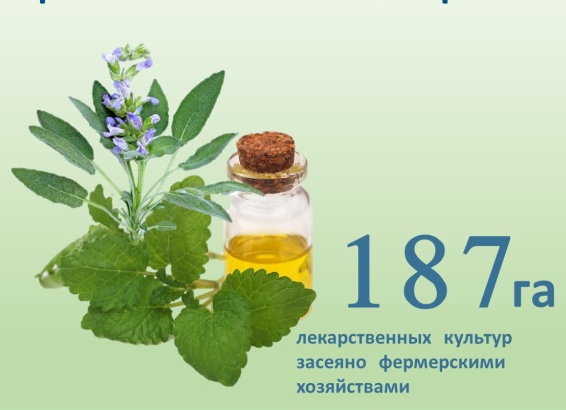 Лечебные растения Крыма
