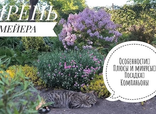 Крым, сад, кошки и цветы